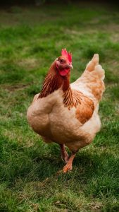 chickens deworming