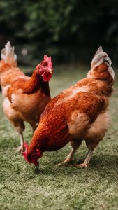 chickens deworming