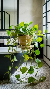 pothos plant