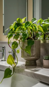 pothos plant 