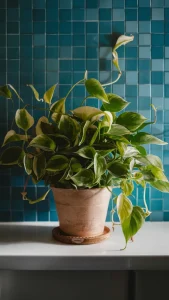 pothos plant 