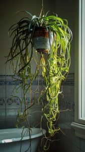 spider plant