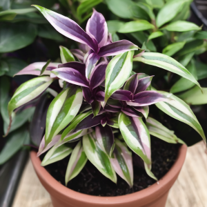 Wandering Jew Plant Indoors Grow