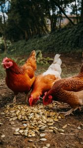 chickens deworming