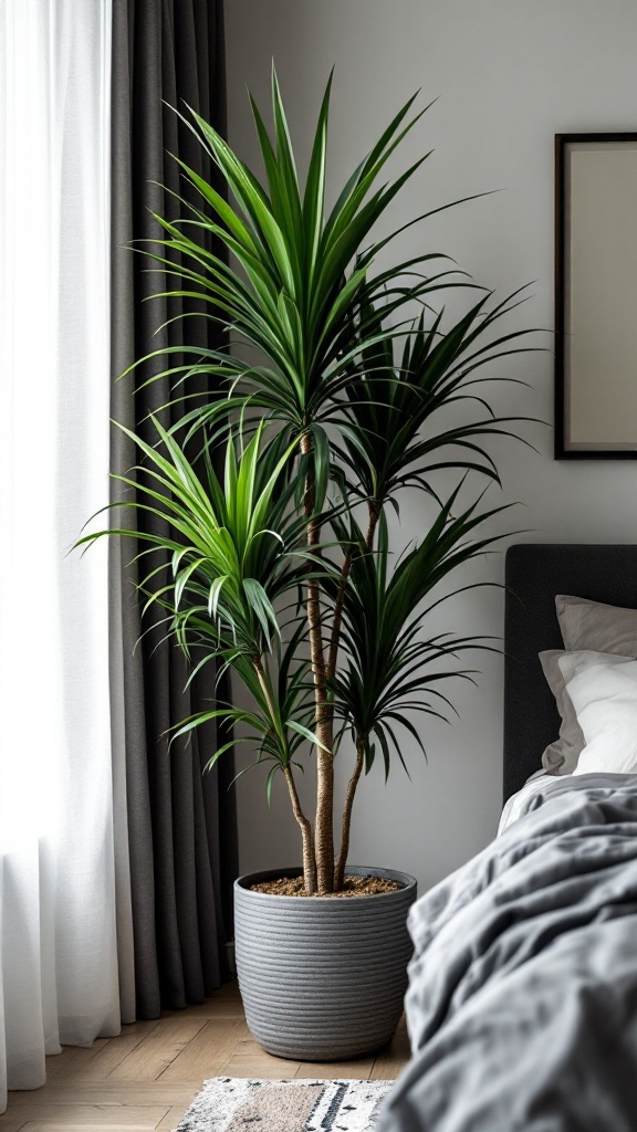 Dracaena Marginata plant in a stylish pot beside a bed