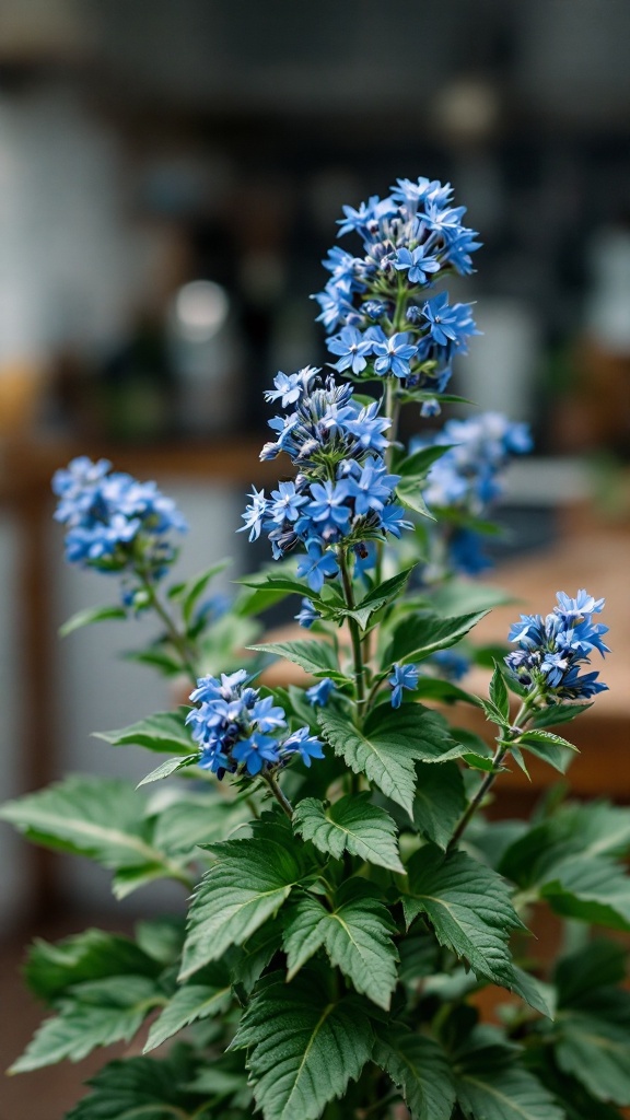 Borage plant with beautiful blue flowers