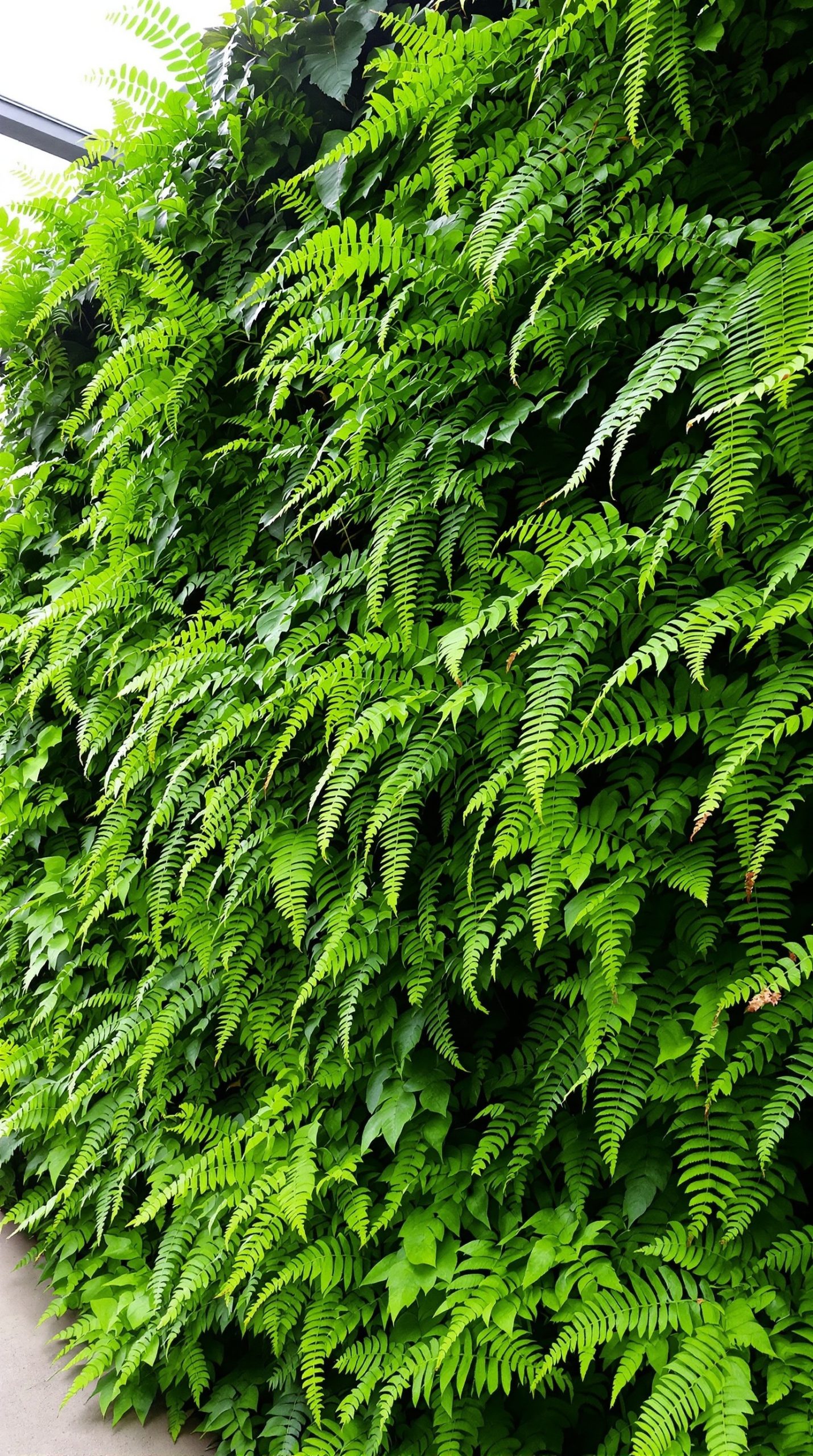 A lush wall covered in various ferns, showcasing vibrant green foliage.