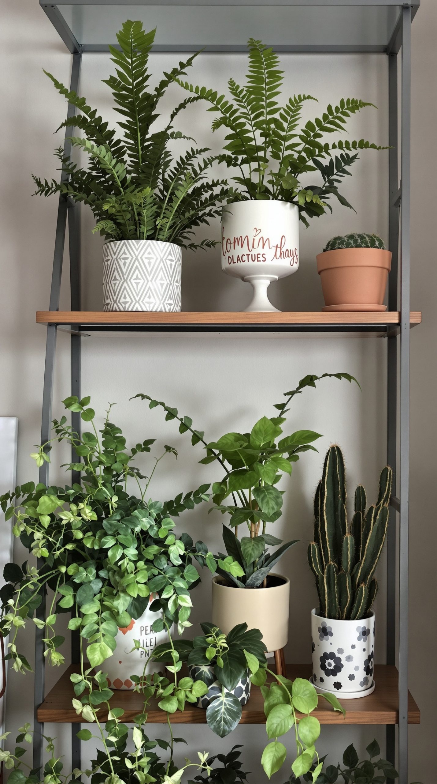 A shelf displaying a variety of ferns and cacti in decorative pots.