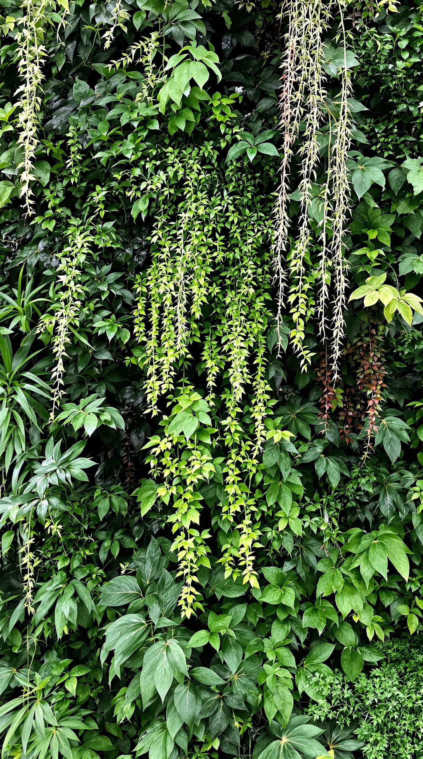 A lush green wall featuring a variety of plants with mixed textures and shades of green.